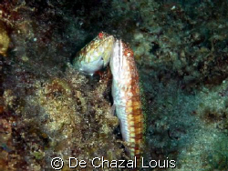 A lucky shot of these in love fishes by De Chazal Louis 
